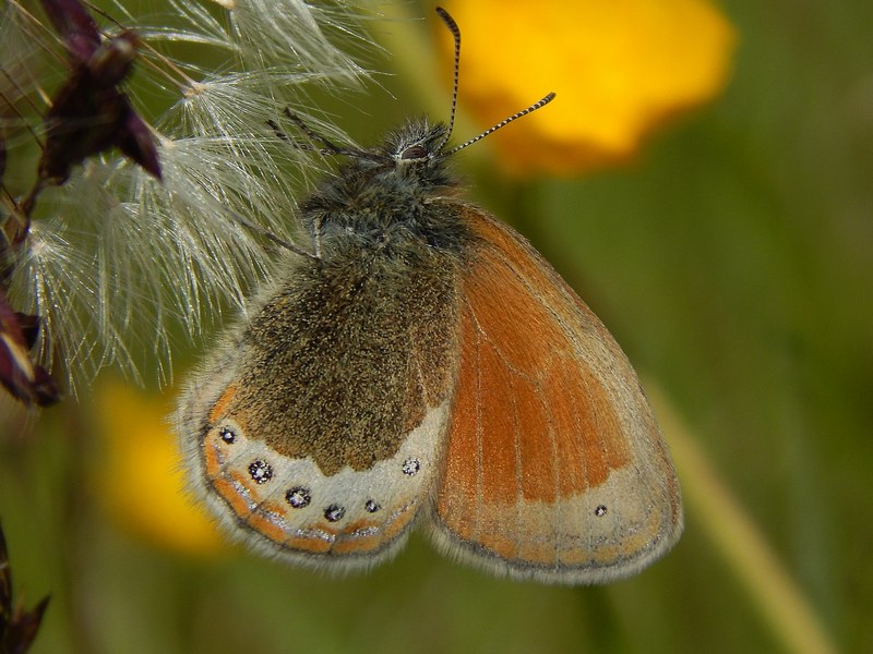 Coenonympha 1 da ID - Coenonympha gardetta